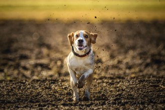 A beagle joyfully running through a muddy field with dirt flying, Graz, Austria
