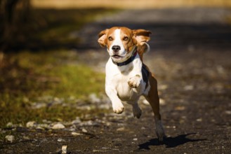 A beagle energetically running on a sunny road, Graz, Austria
