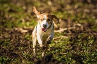 Beagle energetically running through a field, conveying a sense of vitality, Graz, Austria