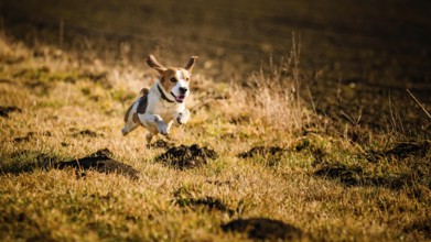A spirited beagle leaping through an autumn field, Graz, Austria