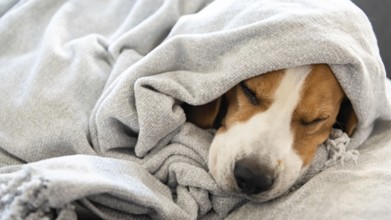 Beagle resting peacefully under a cozy blanket, creating a restful atmosphere, Graz, Austria