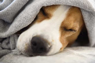 Close-up of a sleeping beagle under a blanket, evoking warmth and comfort, Graz, Austria