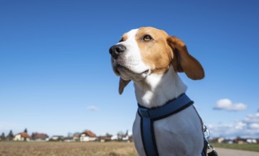 Beagle in a field on a sunny day, appearing focused and alert, Graz, Austria