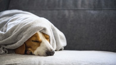 Beagle peacefully sleeping under a blanket, evoking a cozy atmosphere, Graz, Austria
