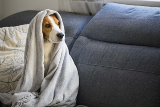 Beagle wrapped in a blanket indoors, giving a sense of relaxation and coziness, Graz, Austria