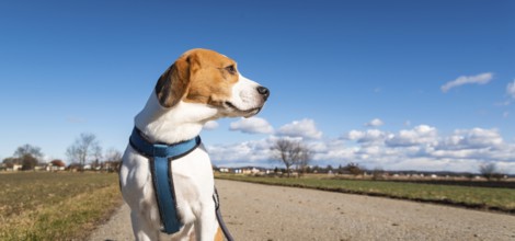 Beagle gazes off into the distance on a scenic countryside path beneath a clear sky, Graz, Austria