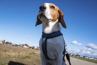 Beagle sitting under a clear blue sky in a field, looking alert and attentive, Graz, Austria