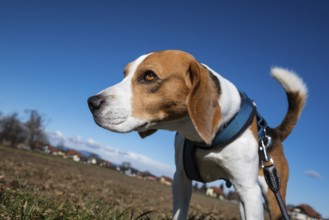 Beagle in a field with a clear blue sky, appearing curious and attentive, Graz, Austria