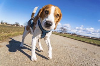 Beagle on a rural path looks curiously at the camera under a vivid blue sky, Graz, Austria