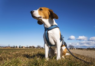 Beagle sits calmly on grass in a countryside setting under a clear blue sky, Graz, Austria