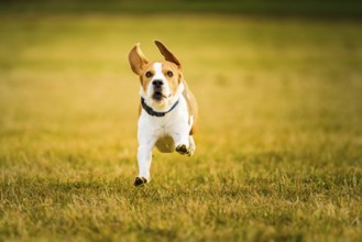Focused beagle running energetically across a sun-drenched field, Graz, Austria