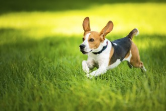 Lively beagle playing with ears up on green grass, Graz, Austria