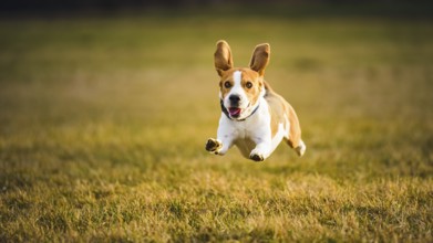 Beagle in mid-air with upright ears on a sunlit grassy field, Graz, Austria
