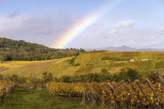 Vineyards under a rainbow along the Route des vins with autumn colors, Eguisheim, Alsace, France