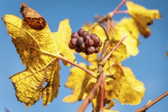 Grapes on a vine with autumn colours pictured in Eguisheim, a village along the Route des Vins in