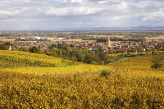 The village of Eguisheim along the Route des vins with vineyards and their autumn colors, Alsace,