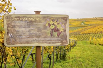 Gewürztraminer vineyards along the Route des vins with autumn colors, Eguisheim, Alsace, France