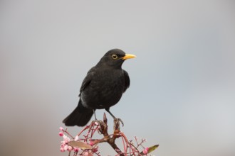 A male Blackbird, Turdus merula, on a rowan tree, Perthshire, Scotland, UK