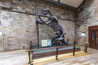 London, United Kingdom - 15 May 2025: Massive prehistoric megatherium skeleton in the Natural