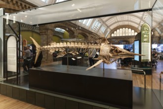 London, United Kingdom - 15 May 2025: Impressive marine life fossil exhibit inside the Natural