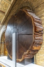 London, United Kingdom - 15 May 2025: Massive cross-section of a giant sequoia tree trunk on