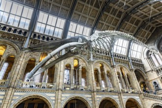 London, United Kingdom - 15 May 2025: The blue whale skeleton symbolizing conservation and