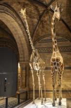 London, United Kingdom - 15 May 2025: Tall giraffe skeleton standing beside a realistic mounted