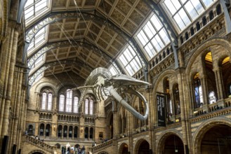 London, United Kingdom - 15 May 2025: The giant ninety-foot-long blue whale skeleton majestically