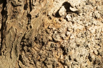 Raesfeld, NRW, Germany, Distressed tree bark showing rough texture, brown tones, and organic