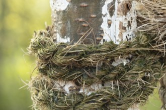 Raesfeld, NRW, Germany, Old rope with moss binding tree bark, creating a strong contrast and