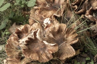 Raesfeld, NRW, Germany, Brown fungi growing in a wild forest environment creating a natural cluster