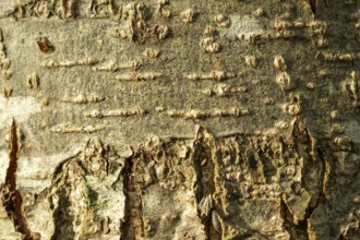 Raesfeld, NRW, Germany, Close up showing natural detailed tree bark texture