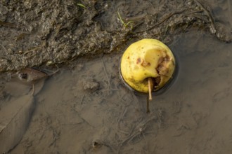 Borken, NRW, Germany, Decaying apple floating in muddy water beside decomposing leaves and dirt