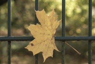 Borken, NRW, Germany, Yellow maple leaf clinging to a green fence, signifying the autumn season