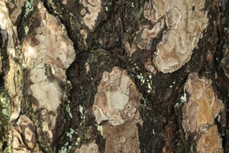 Borken, NRW, Germany, Pine tree bark texture with rough brown wood and green moss growing
