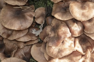 Borken, NRW, Germany, Cluster of brown armillaria fungi growing densely on a tree in a woodland