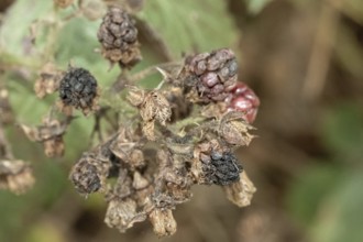 Borken, NRW, Germany, Decaying blackberries on a thorny bush showing the process of decomposition