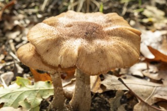 Borken, NRW, Germany, Brown mushroom fungi cluster standing on a woodland floor among dry leaves