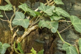 Borken, NRW, Germany, Green ivy leaves climbing and spreading on weathered wooden tree stump