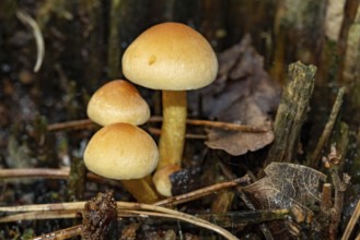 Borken, NRW, Germany, Wild mushrooms regenerating natural ecosystems in woodland habitat