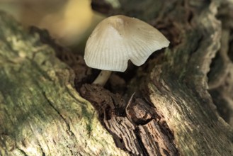 Borken, NRW, Germany, Small mushroom growing on rotting log, highlighting decomposition in nature