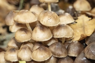 Borken, NRW, Germany, Group of small brown wild mushrooms growing in a woodland habitat
