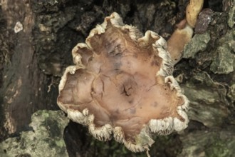 Borken, NRW, Germany, Fungus decaying tree bark, showing natural patterns and textures outdoors