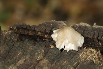 Borken, NRW, Germany, Mushroom growing on a decaying tree stump in a woodland environment