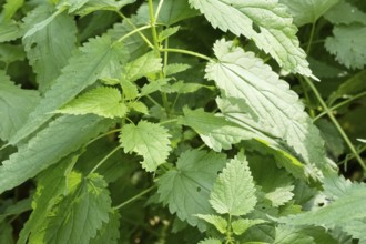 Borken, NRW, Germany, Stinging nettle, urtica dioica, growing densely in its natural habitat,