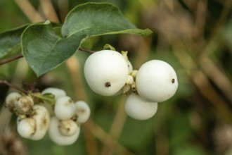 Raesfeld, NRW, Germany, White snowberries (symphoricarpos albus) displaying natural beauty on green