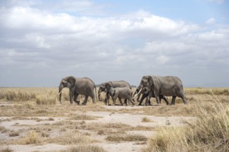 African elephants (Loxodonta africana), herd in dry savanna, Amboseli National Park, Rift Valley