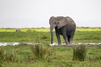 African elephant (Loxodonta africana), in Longinye Swamp, Amboseli National Park, Rift Valley