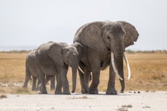 African elephants (Loxodonta africana), in dry savanna, Amboseli National Park, Rift Valley