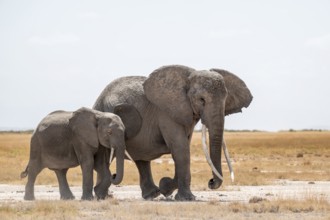 African elephants (Loxodonta africana), mother and young in dry savanna, Amboseli National Park,